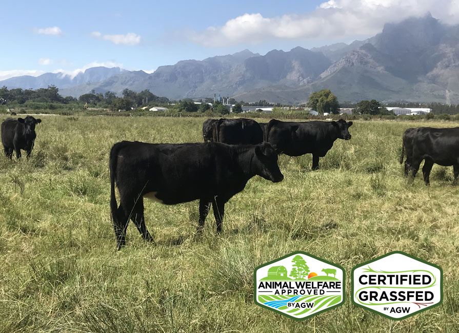 Boschendal – South Africa. farm profile