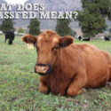 What Is Grassfed?